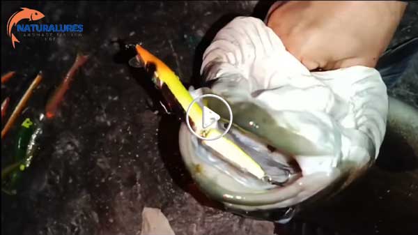 El Yapımı Natural Kuyruklu Zarganaların Yüzme Videoları