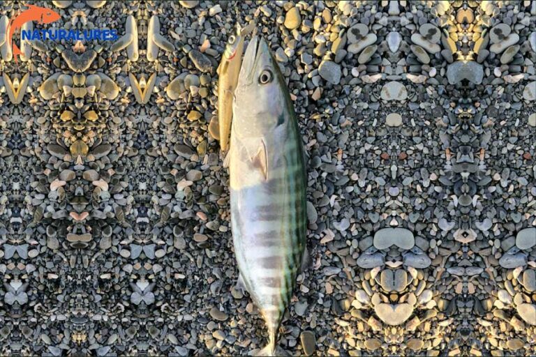 EL YAPIMI SAHTE BALIKLA AV