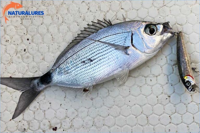 EL YAPIMI SAHTE BALIKLA AV